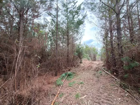Bff Ii 4 J C Barefoot Road, Patrick, SC 29584 photo 11