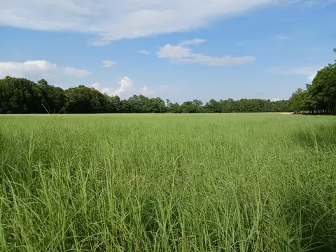 5095 Fellowship Rd, Williston, SC 29853 photo 35