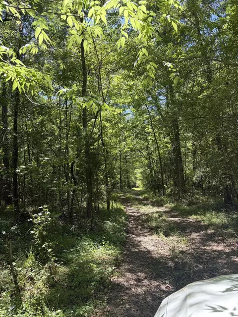 0 Thicket Ln, Saint Stephen, SC 29479 photo 3
