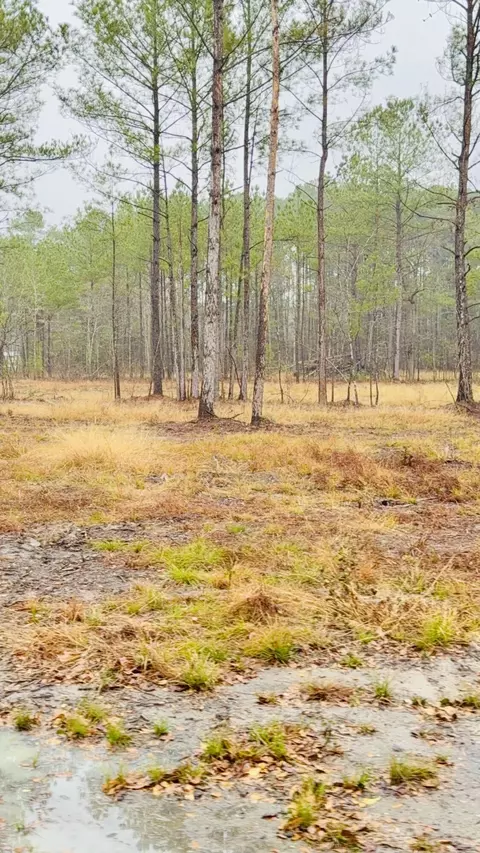 312 Heaven Dr, Saint Stephen, SC 29479