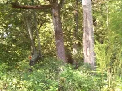 Tract 1 Chauncey Lane, Saint Stephen, SC 29479