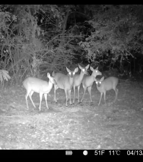 Other - 1737 Pinopolis Rd, Moncks Corner, SC 29461 photo 6 of 9