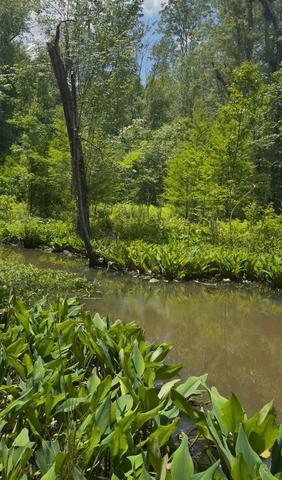 0 Gardenia Rd #00, Blackville, SC 29817