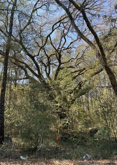 5331 Old Military Rd #LOT 3, Adams Run, SC 29426