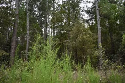 tbd Augusta Ln, Andrews, SC 29510