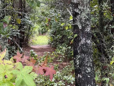 0 Markham Rd, Ridgeville, SC 29472