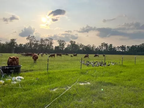 1647 Smoak Rd, Walterboro, SC 29488