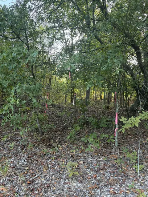 0 Comos Rd, Neeses, SC 29107 photo 7