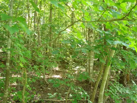 1057 Capps Rd, Tryon, NC 28782 photo 16