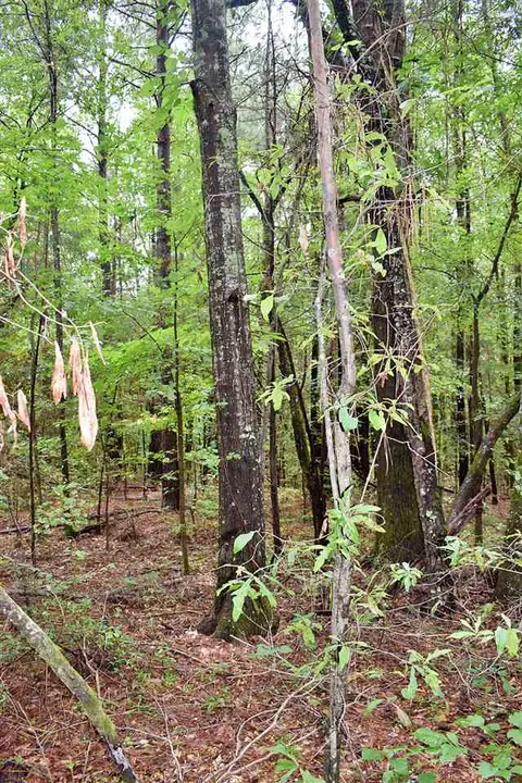 1390 Watson Rd, Enoree, SC 29335 photo 8