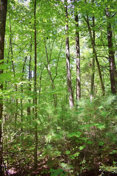 0 Never Blue Rd, Flat Rock, NC 28731 photo 11