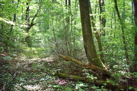 0 Never Blue Rd, Flat Rock, NC 28731 photo 7