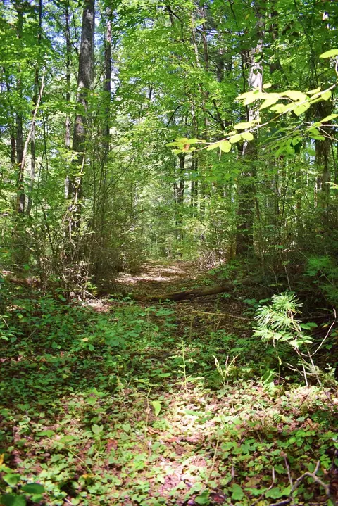 0 Never Blue Rd, Flat Rock, NC 28731 photo 13