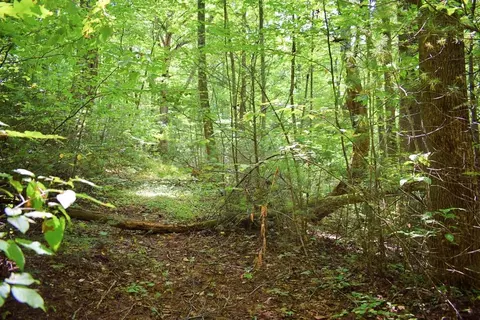 0 Never Blue Rd, Flat Rock, NC 28731 photo 5