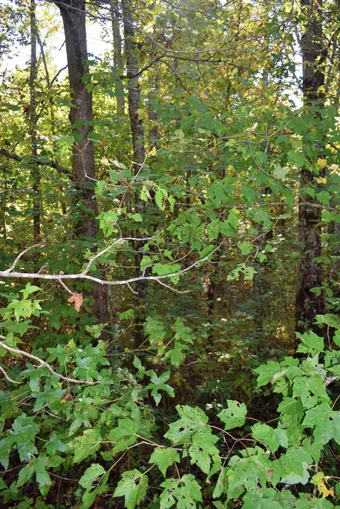 164 Cooper Rd, Campobello, SC 29322 photo 10