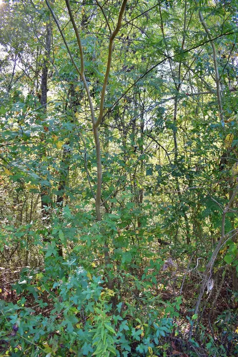 164 Cooper Rd, Campobello, SC 29322 photo 11