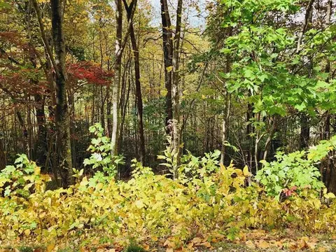 0 Glassy Ridge Rd, Landrum, SC 29356