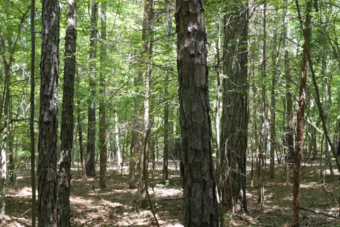Jerusalem Road, Pacolet, SC 29372 photo 6