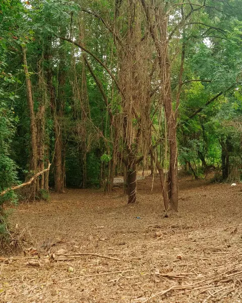 0 Gene Fleming Rd, Iva, SC 29655 photo 11