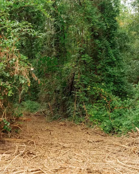 0 Gene Fleming Rd, Iva, SC 29655 photo 12