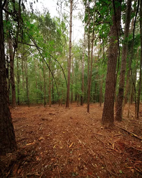 0 Gene Fleming Rd, Iva, SC 29655 photo 21
