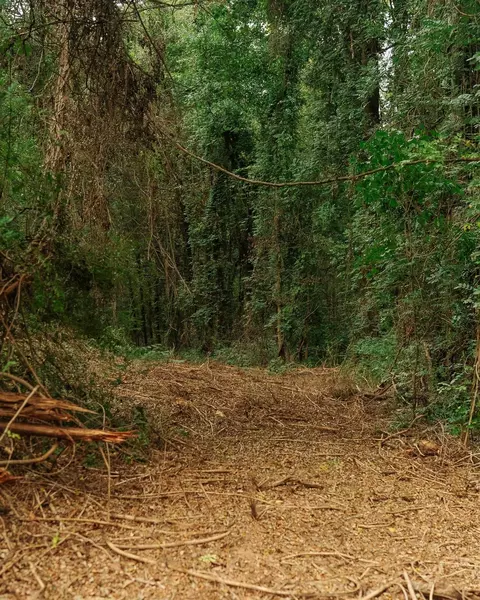 0 Gene Fleming Rd, Iva, SC 29655 photo 13