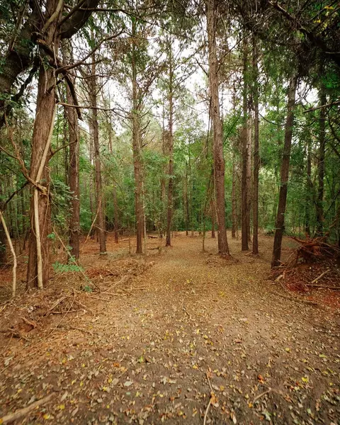 0 Gene Fleming Rd, Iva, SC 29655 photo 17