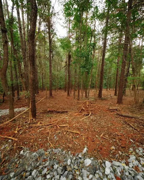 0 Gene Fleming Rd, Iva, SC 29655 photo 20