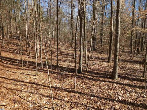 Cressy Bridge Road, Waterloo, SC 29384 photo 9