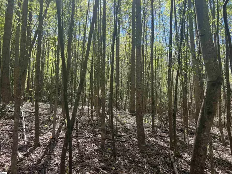 00 76 Hwy, Clemson, SC 29631 photo 19