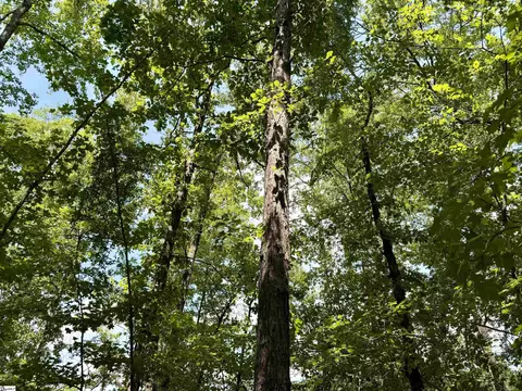 238 Cold Springs Rd, Modoc, SC 29838 photo 6