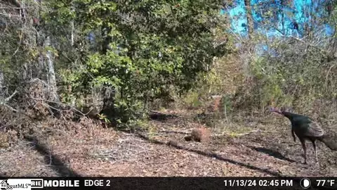 238 Cold Springs Rd, Modoc, SC 29838 photo 27