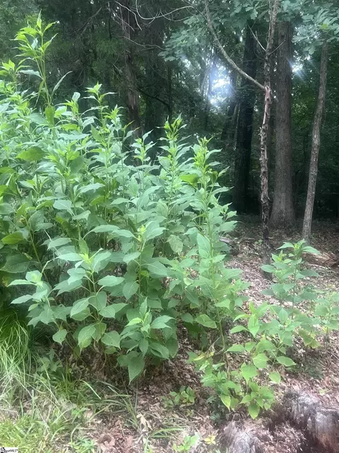 00 S Arrowhead Dr, Westminster, SC 29693 photo 27