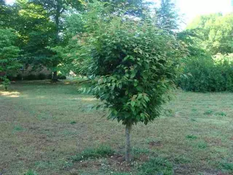 129 E Bearswamp Rd, Walhalla, SC 29691 photo 8