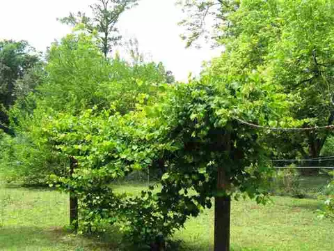 305 Heyward Ave, Honea Path, SC 29654 photo 15