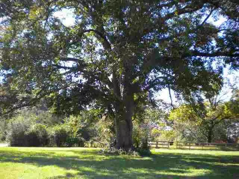 365 Mccullough School Rd, Honea Path, SC 29654 photo 13
