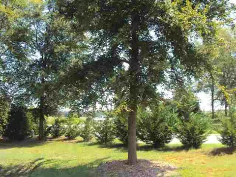 100 Carrie Leigh Ln, Pendleton, SC 29670 photo 20