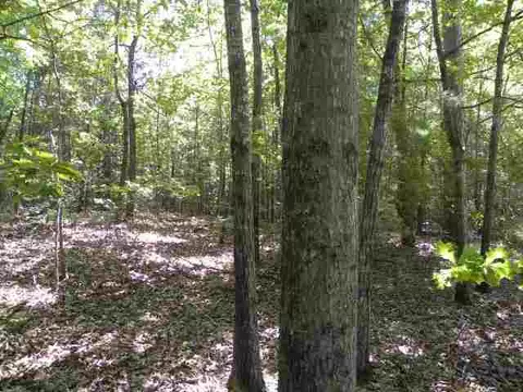 209 Coffee Rd, Walhalla, SC 29691 photo 14
