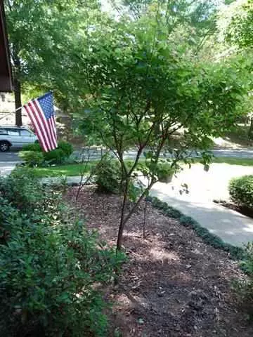306 Downs Blvd, Clemson, SC 29631 photo 4