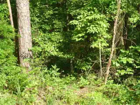384 Brown Bottom Rd, Central, SC 29630 photo 15