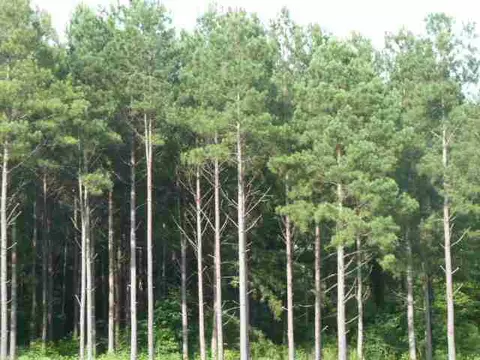 384 Brown Bottom Rd, Central, SC 29630 photo 21