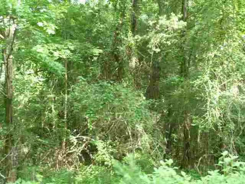 384 Brown Bottom Rd, Central, SC 29630 photo 9