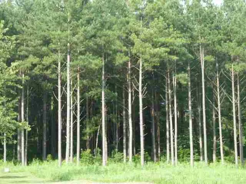 384 Brown Bottom Rd, Central, SC 29630 photo 20