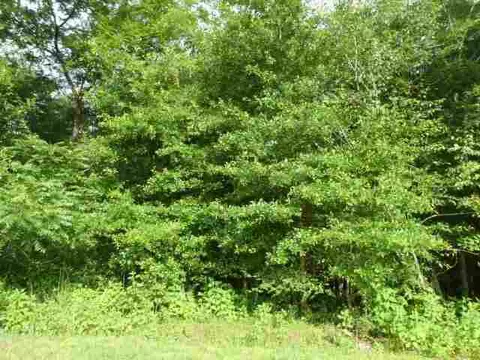 384 Brown Bottom Rd, Central, SC 29630 photo 13