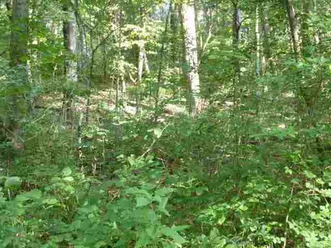 384 Brown Bottom Rd, Central, SC 29630 photo 14