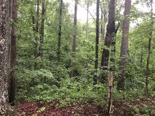 187 Earle Rd, Central, SC 29630 photo 7