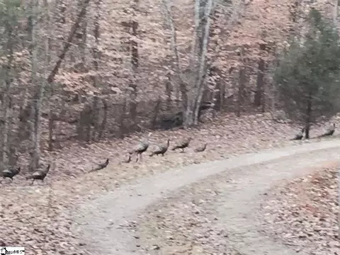 1000 Nine Times Rd, Pickens, SC 29671 photo 12