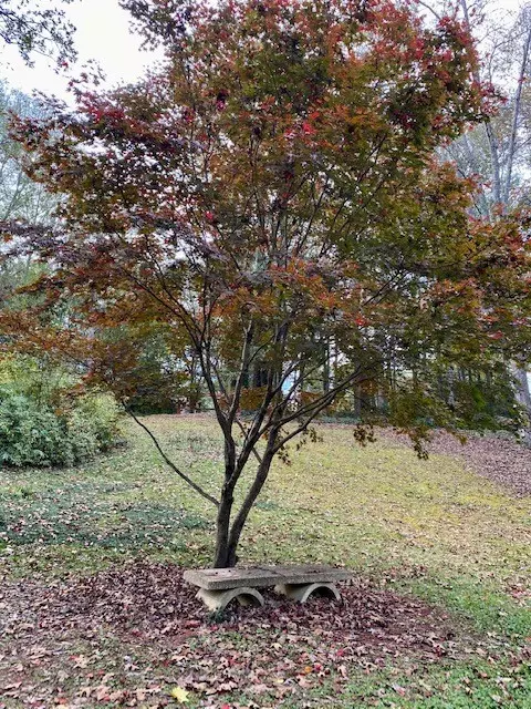 214 Pendleton Rd, Clemson, SC 29631 photo 25