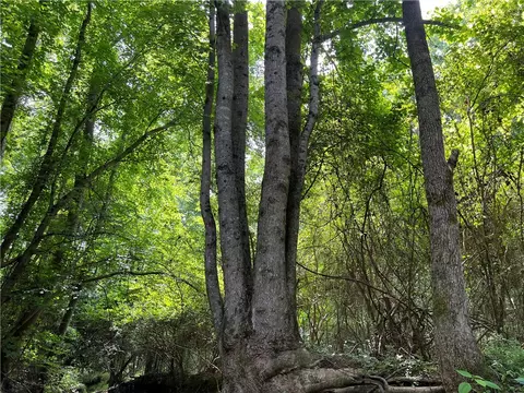 290 Forksville Rd, Honea Path, SC 29654 photo 32