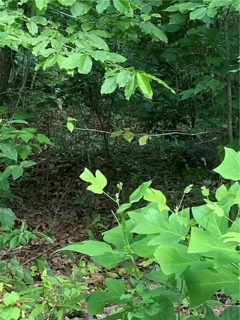 00 Windtree Ridge Rd, Pickens, SC 29671 photo 3